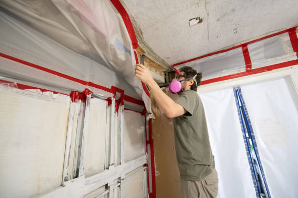 Reliable St Matthews, KY Mold Removal Solutions