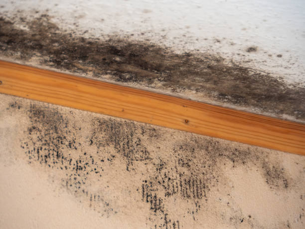 Best Indoor Air Quality Assessment  in St Matthews, KY